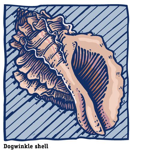 dogwinklelg